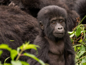 Baby mountain gorilla