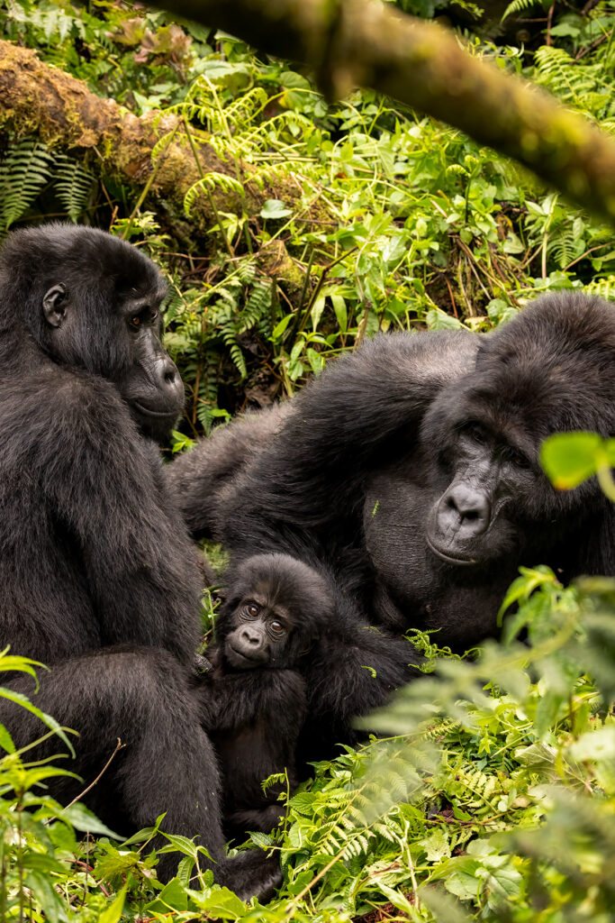 Mountain gorilla family in Uganda