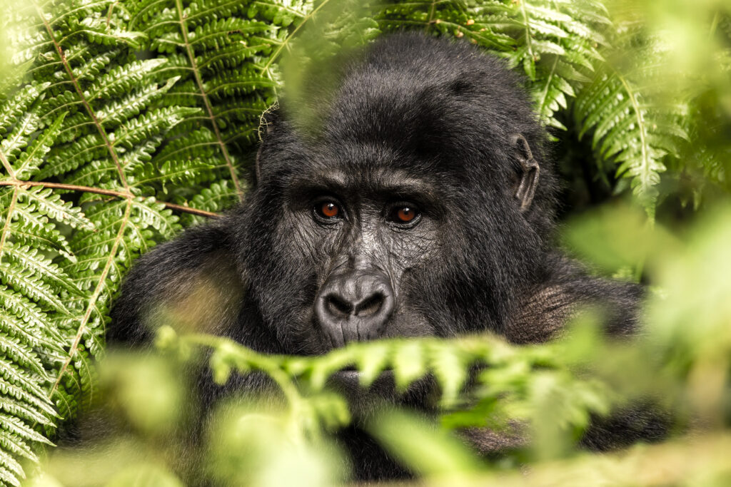 Ugandan mountain gorilla - Spirit Tours